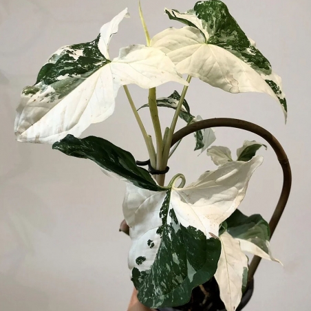 Singônio Bicolor Variegata Alba