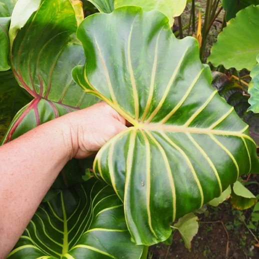 Colocasia Pharaoh Mask Yellow