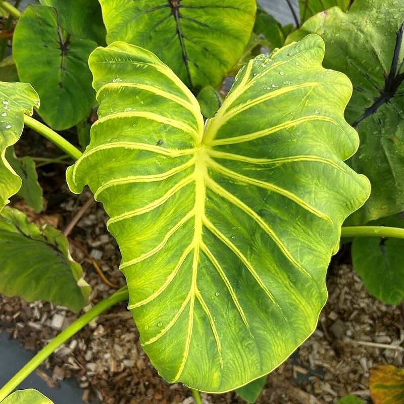 Colocasia pharaoh mask amarelo