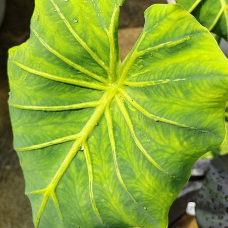 Planta pharaoh mask amarela