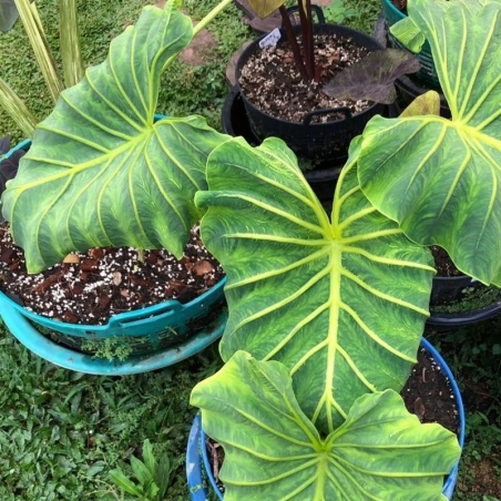 Muda de colocasia pharaoh mask