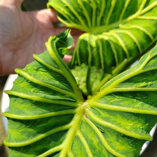 Colocasia Pharaoh Mask Yellow