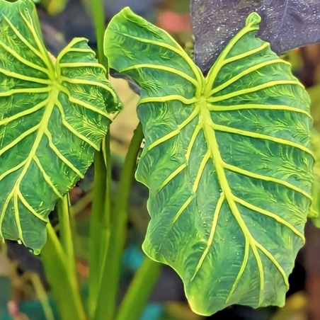 Planta colocasia pharaoh mask amarela