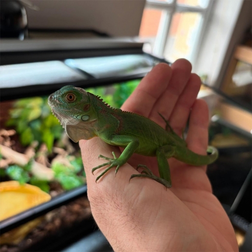 iguana legalizada preço