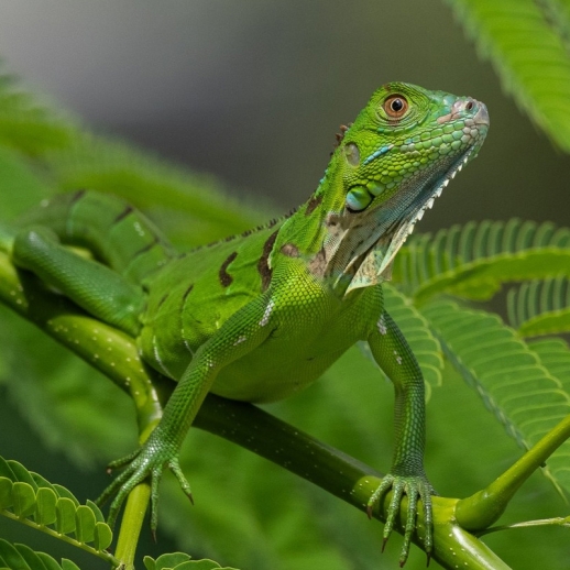 filhote de iguana legalizada