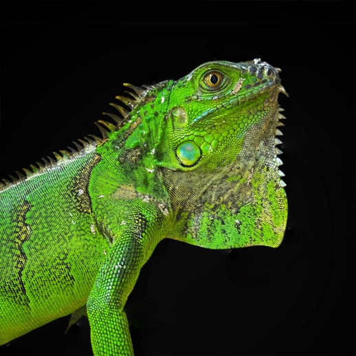 iguana legalizada pet