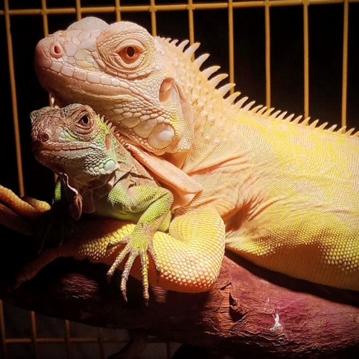 filhote iguana albina preco