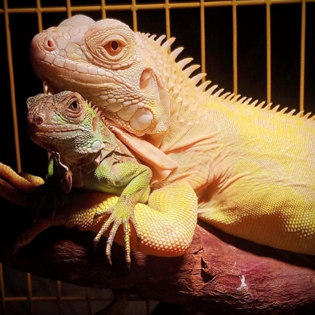 filhote iguana albina preco