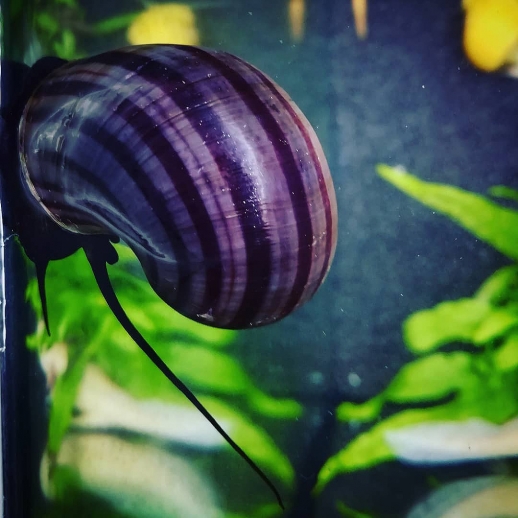Ampularia roxa