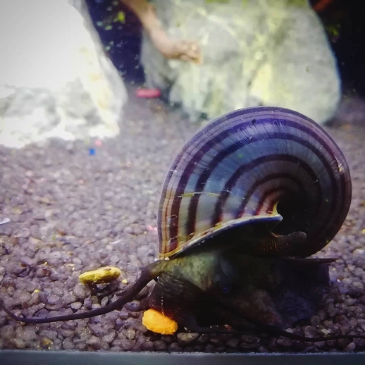 comprar ampularia roxa