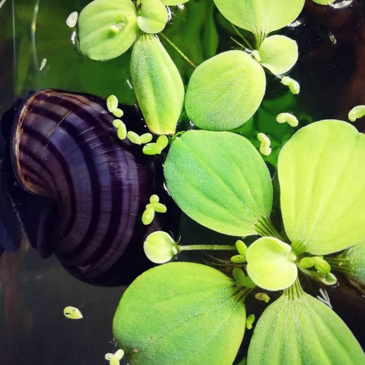 ampularia roxa