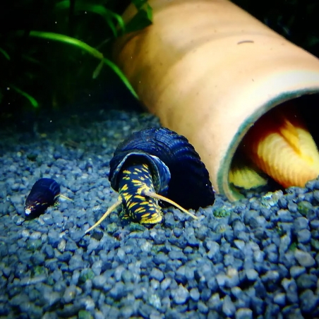 tylomelania caramujo