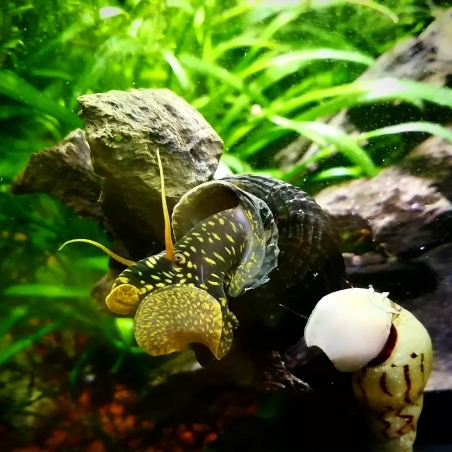 venda de tylomelania spoted