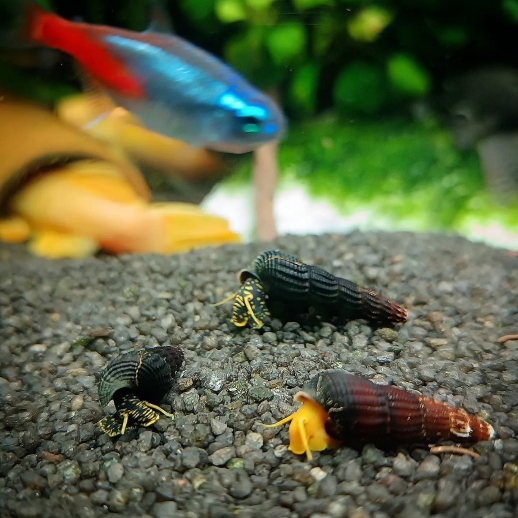 Caramujos Tylomelania