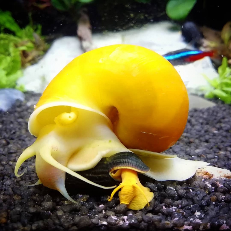 Caramujo Tylomelania Orange - Beleza e Funcionalidade para seu Aquário