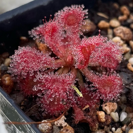 Planta Carnivora vermelha