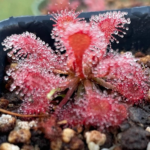drosera capillaris vermelha