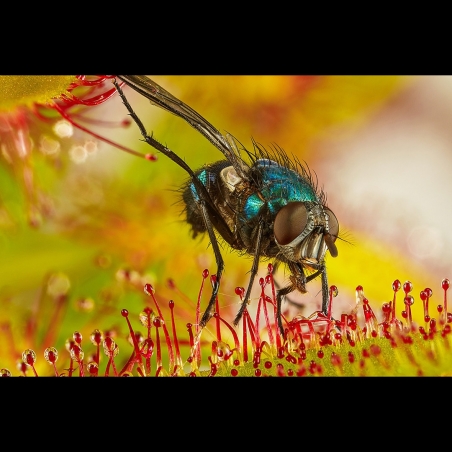 planta carnivora comendo mosquitos
