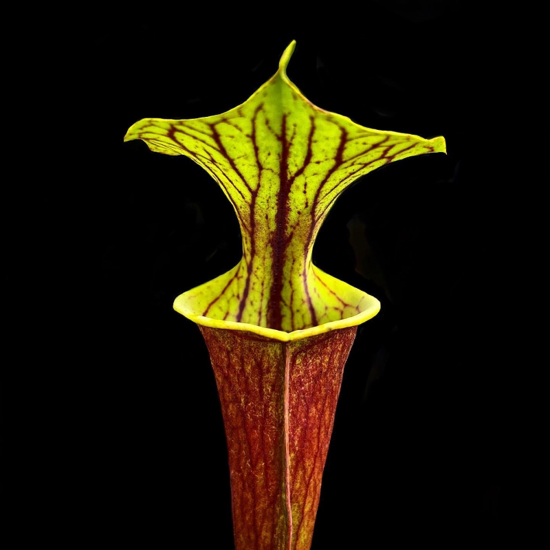 venda de planta carnívora sarracenia