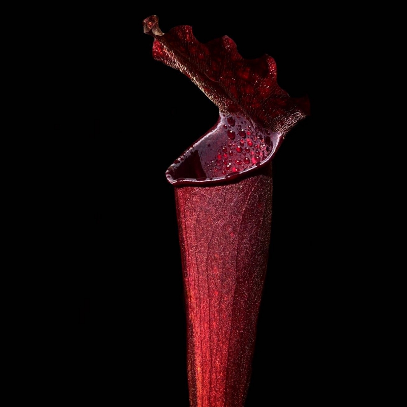 sarracenia planta carnivora colecionador