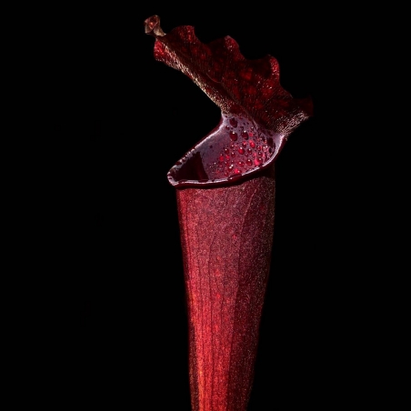 sarracenia planta carnivora colecionador