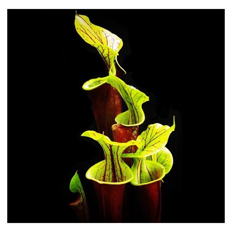 Sarracenia Planta Carnívora