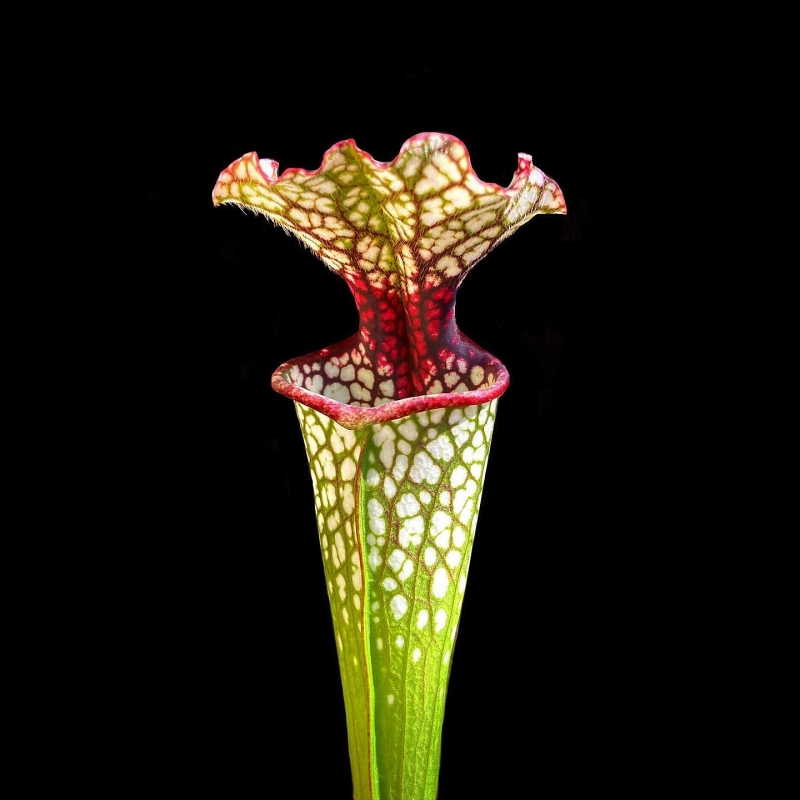 Planta Carnívora