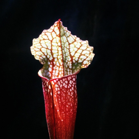 Planta Carnívora