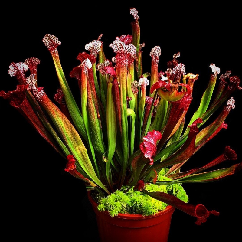 Vaso de Planta Carnívora Sarracenia
