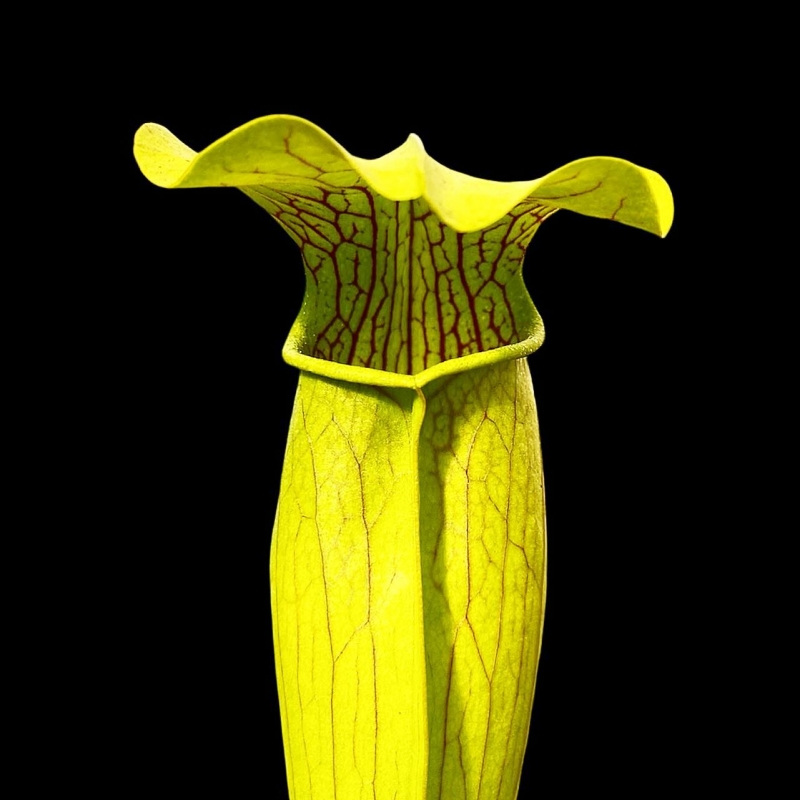 Planta Carnívora Grande