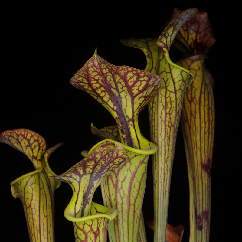 Planta Carnívora