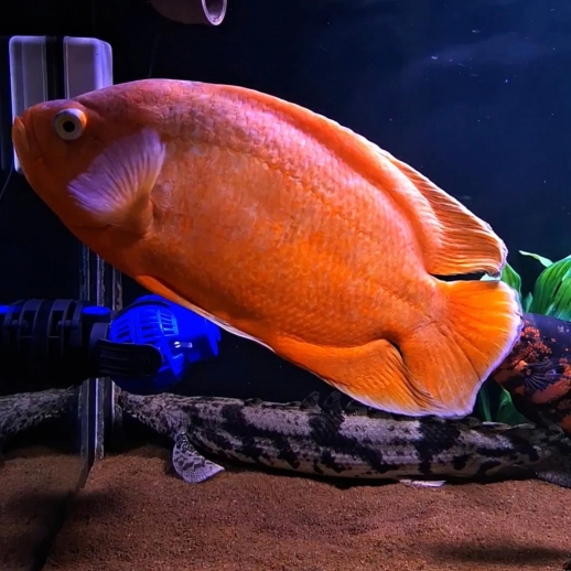 Peixe Oscar Vermelho