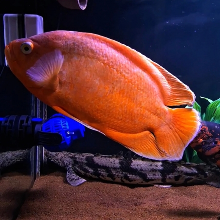 Peixe Oscar Vermelho