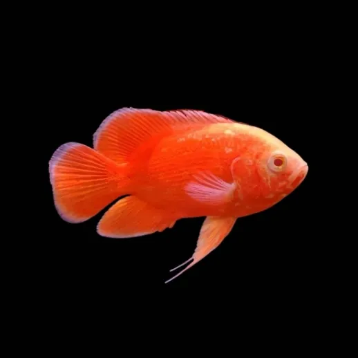 Peixe Oscar Red Chilli