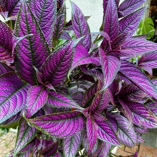 Planta Escudo Persa Roxa