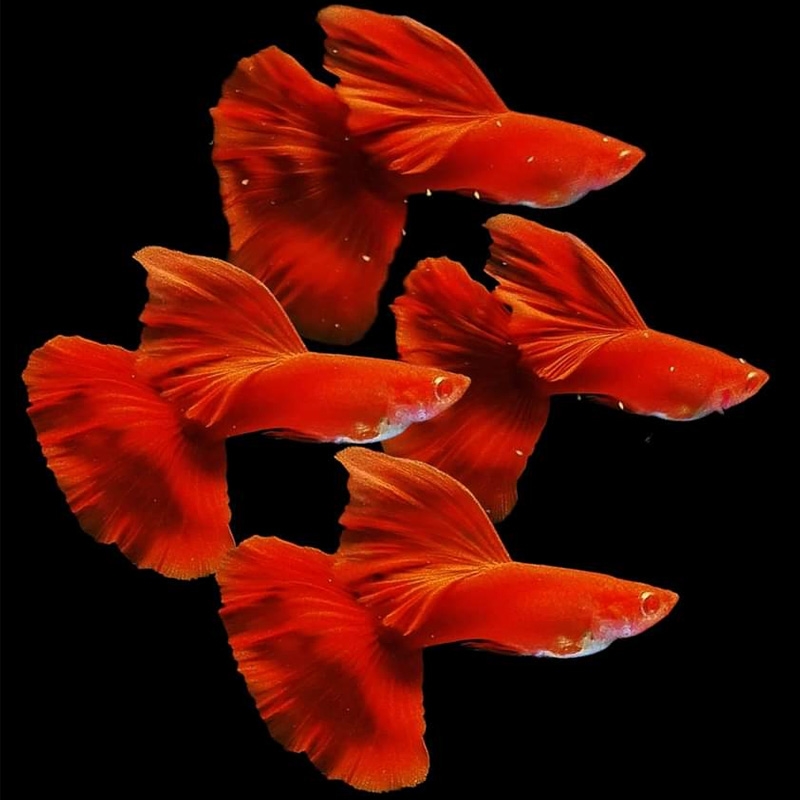 Guppy Full Red Albino