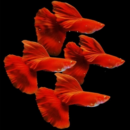 Guppy Full Red Albino