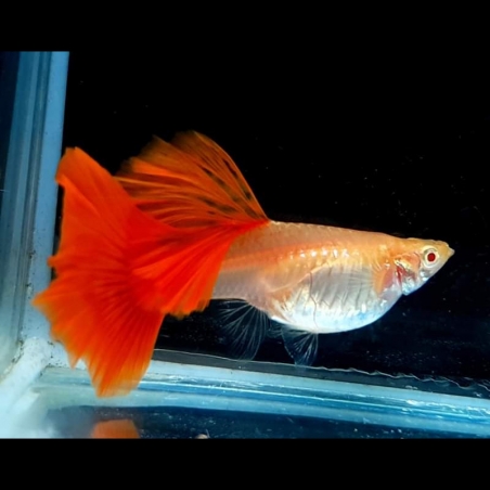 Fêmea Guppy full red albino