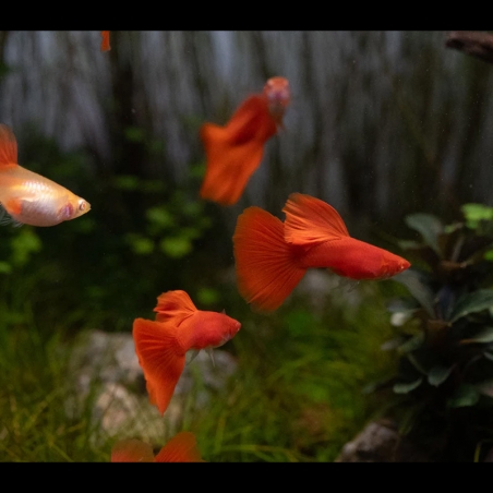 comprar guppy full red albino