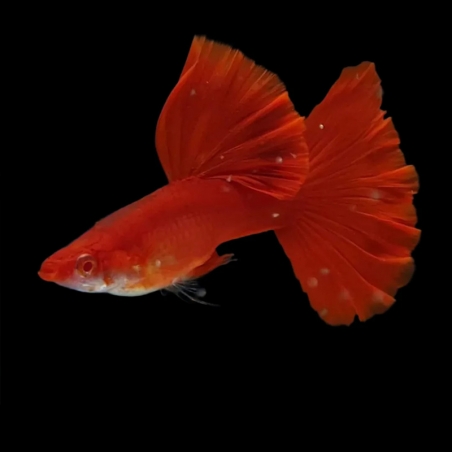 macho guppy full red albino
