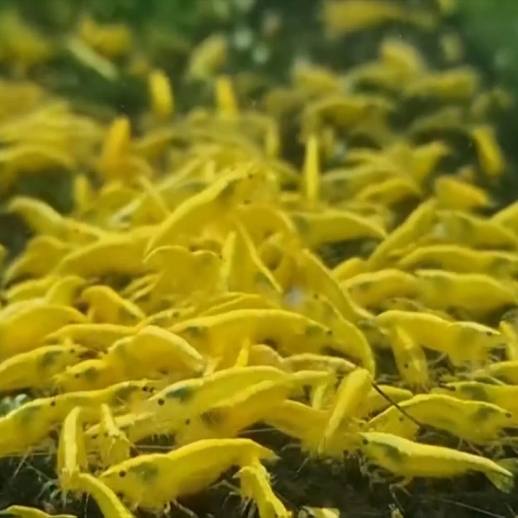 camarão yellow sakura aquario