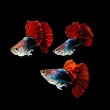 Peixe Guppy Hb red
