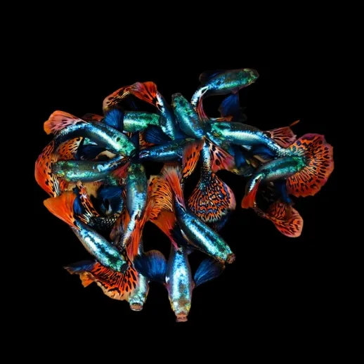 Guppy Dumbo Platinum Red Mosaico