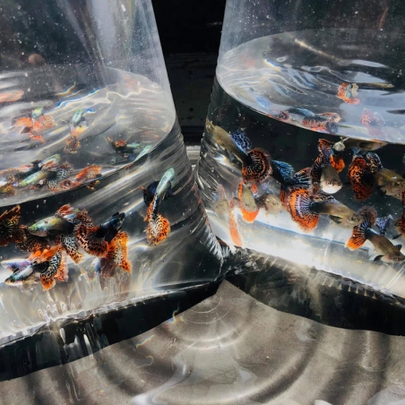 comprar Guppy Dumbo Platinum Red Mosaico