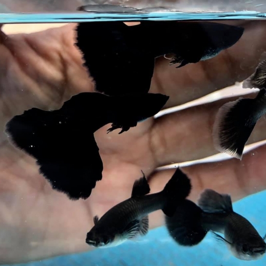 Guppy linhagem full black