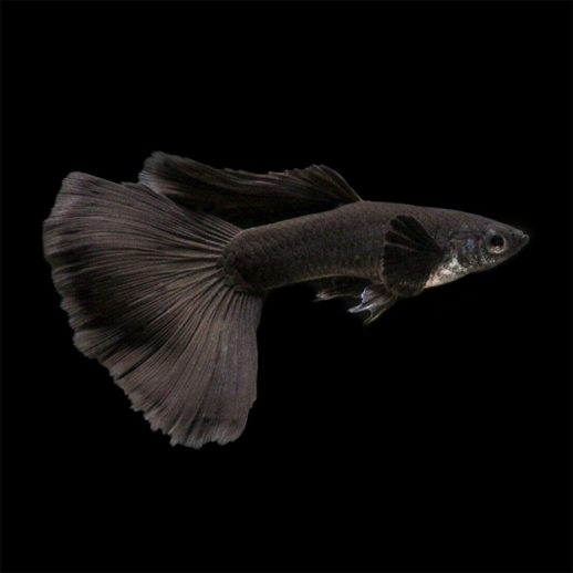 guppy full black