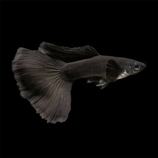 guppy full black