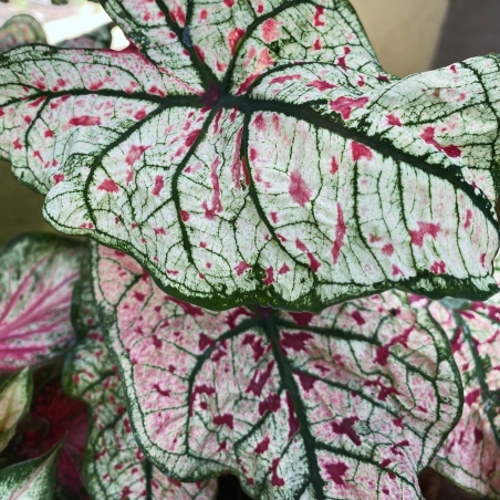 caladium