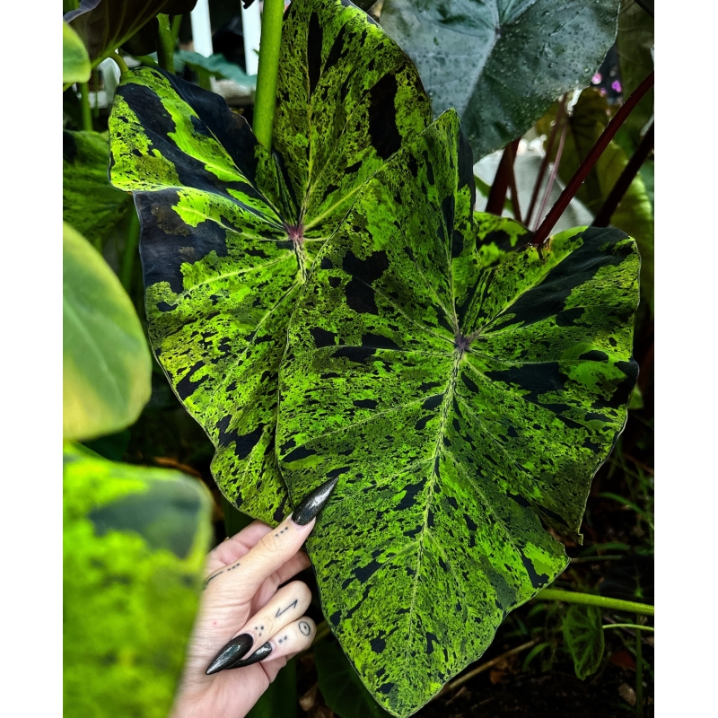 colocasia mojito