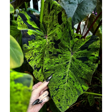 colocasia mojito